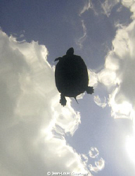 Turtle in the Sky by Jean-Louis Courteau 
